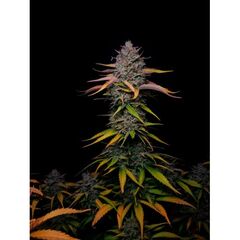 Banana Guava Auto, Фасовка: 1+1